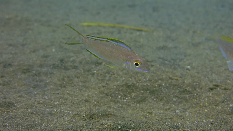 Lestradea perspicax 'Mukiringa'